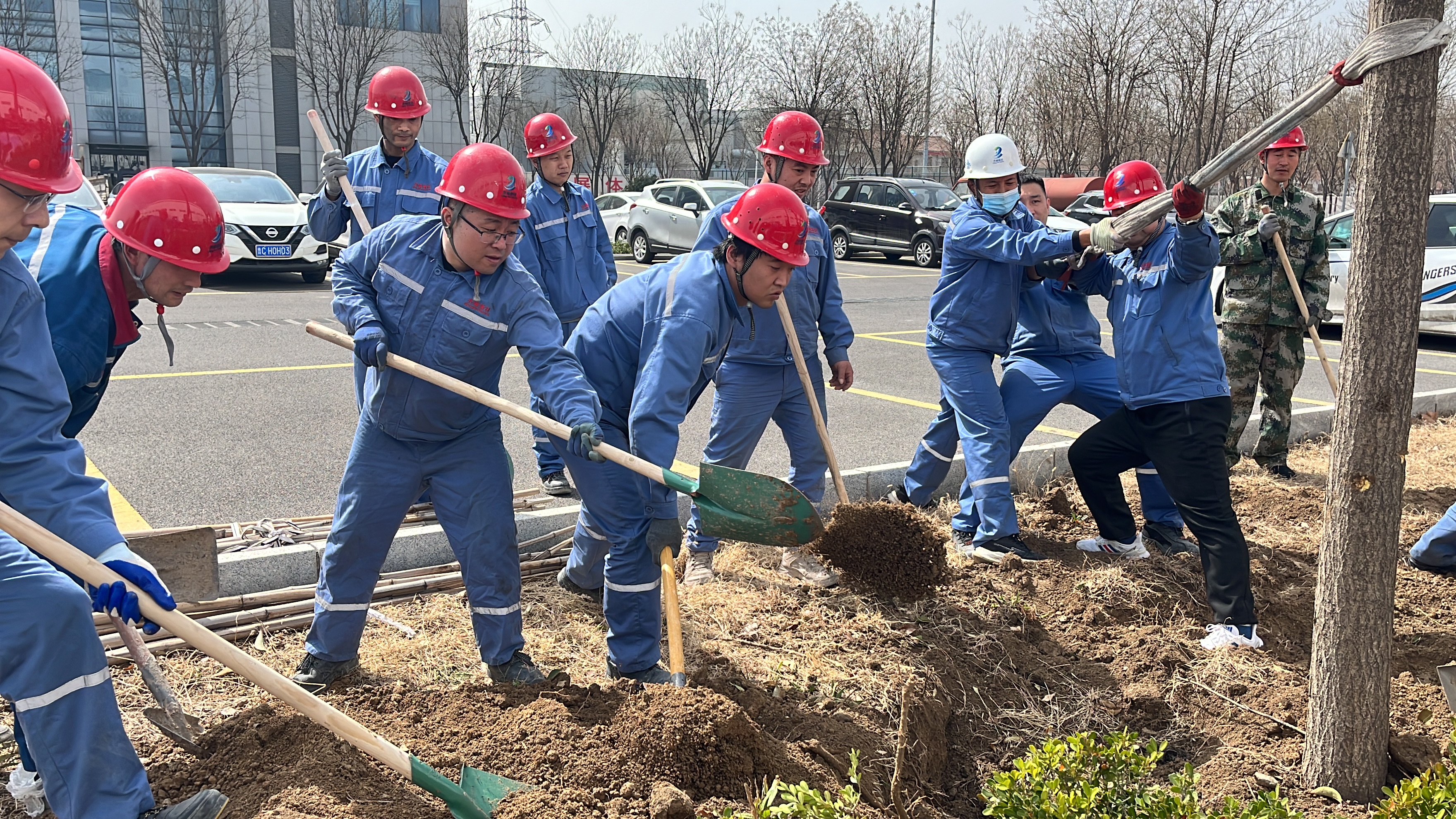 2025年3月12日植樹(shù)節(jié)干部職工移栽國(guó)槐、女貞等樹(shù)木145顆